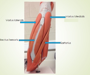 <p><span style="background-color: transparent; font-family: "Times New Roman", serif;">Vastus Medialis, Sartorius, Rectus Femoris, Vastus Lateralis</span></p>