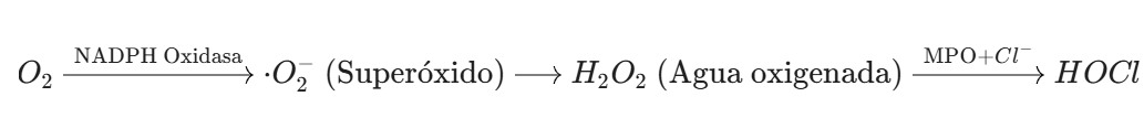 <p>En los neutrófilos, el efecto se potencia gracias a la enzima mieloperoxidasa. </p><p>Esta enzima utiliza el H2O2 y iones de cloruro para producir ácido hipocloroso (HOCl)</p>