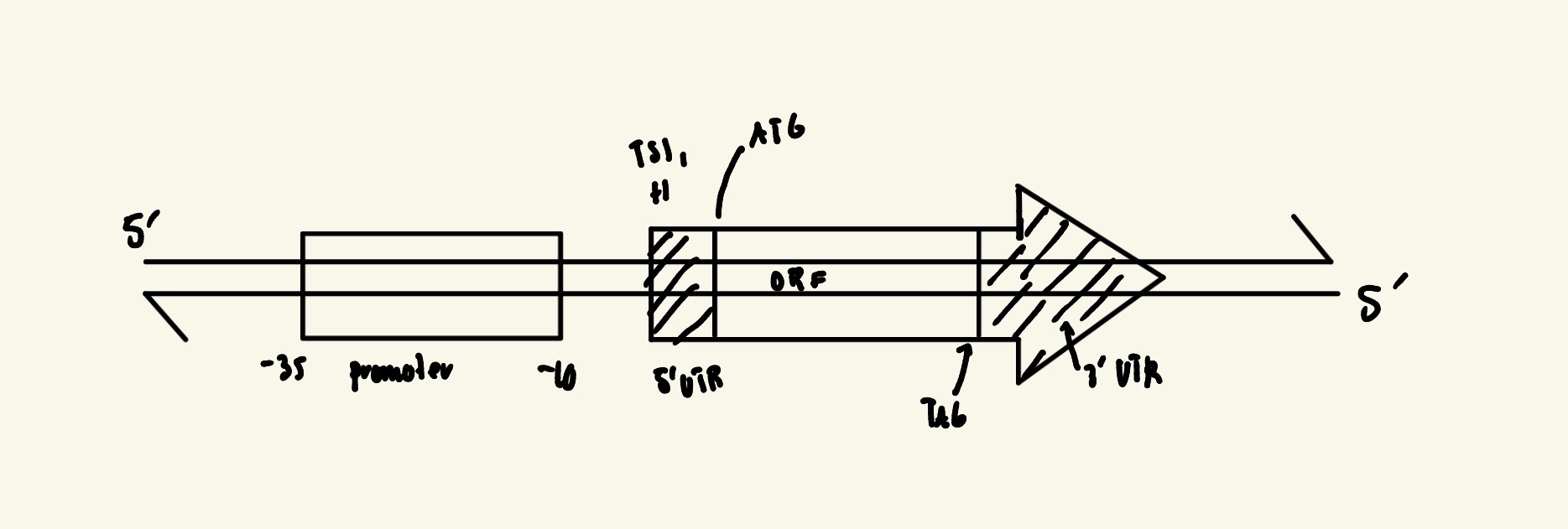 <p>Promoter: From -10 to -35 site, where RNA polymerase binds. Determines transcription start</p><p>Transcription Start Site (TSS): From +1 </p><p>Opening Reading Frame (ORF): Protein coding sequence</p>