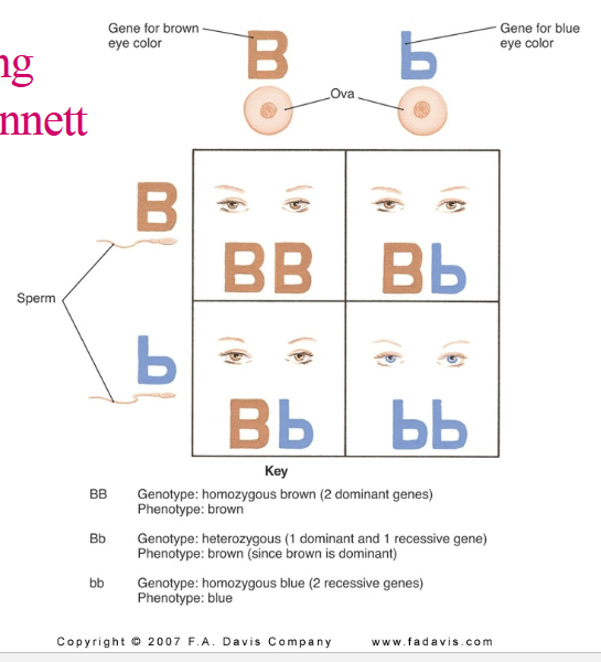 <p>Punnet Squares</p>