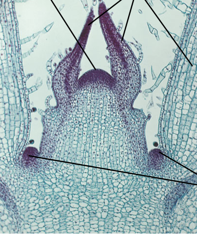 <p>what are the top arrows pointing to?</p>