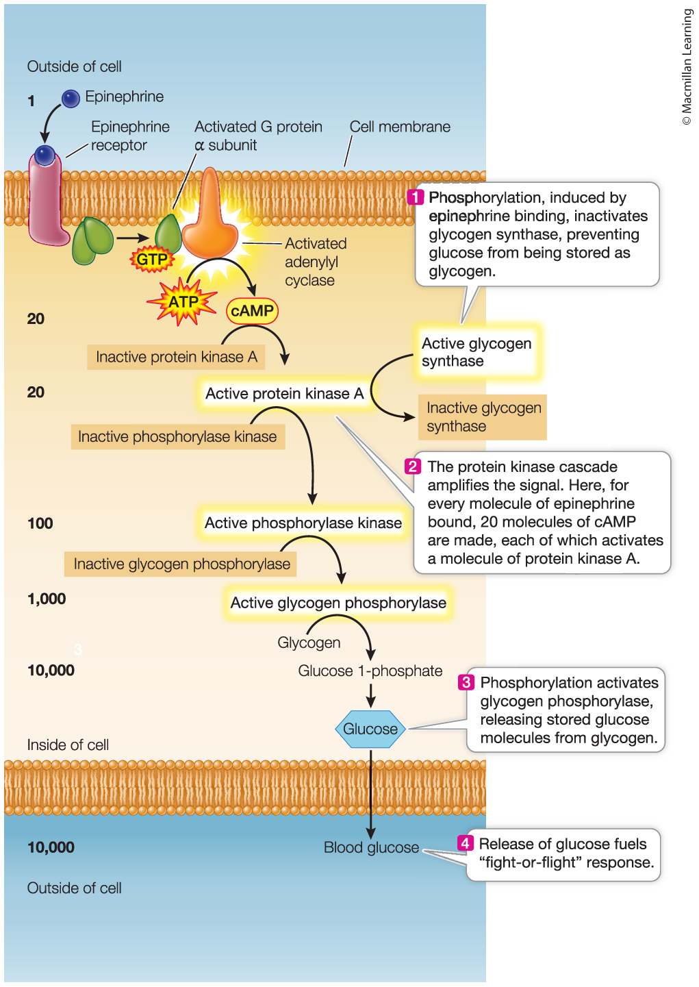 <p>Epinephrine</p>