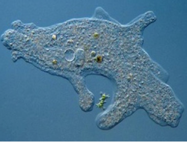 <ul><li><p>Simplest eukaryotes</p></li><li><p>Mostly unicellular</p></li><li><p>Example: Amoeba (<em>Amoeba proteus</em>)</p></li></ul><p></p>