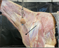 <p>DONT HAVE TO ID</p><p>Fused to the dorsal border of the brachiocephalicus in the horse. Does not attach to the scapular spine, possibly because the horse has no acromion.</p>