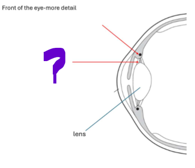 <p>What is this part of the front of the eye?</p>