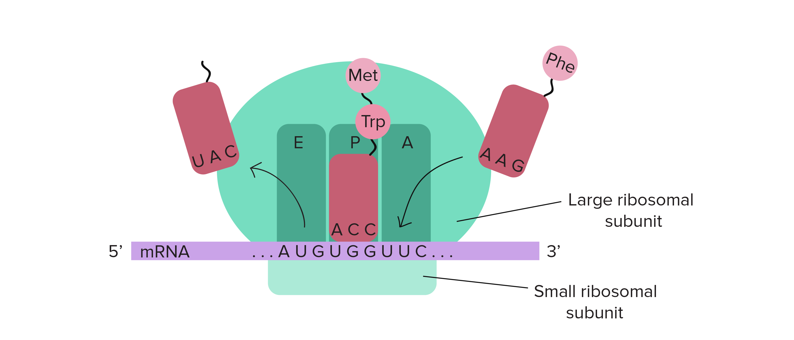 <p>mRNA binds small ribosomal subunit; up to 2 tRNAs bind large subunit. Each tRNA carries a specific amino acid. Matching tRNA anticodon to mRNA codon → amino acid added to growing polypeptide via peptide bond.</p>