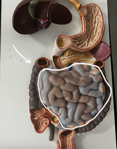 <p>Identify organ</p>