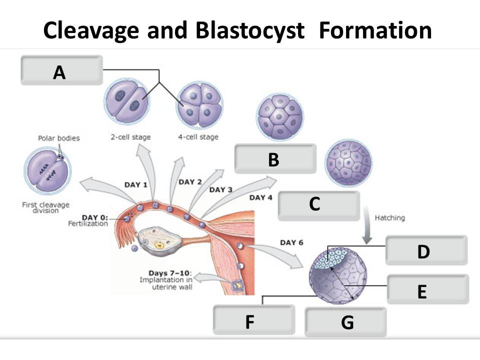 <p>Identify the cleavage/blastocyst structure labeled "C".</p><p> </p><p>inner cell mass</p><p> </p><p>trophoblast</p><p> </p><p>advanced morula</p><p> </p><p>early morula</p>