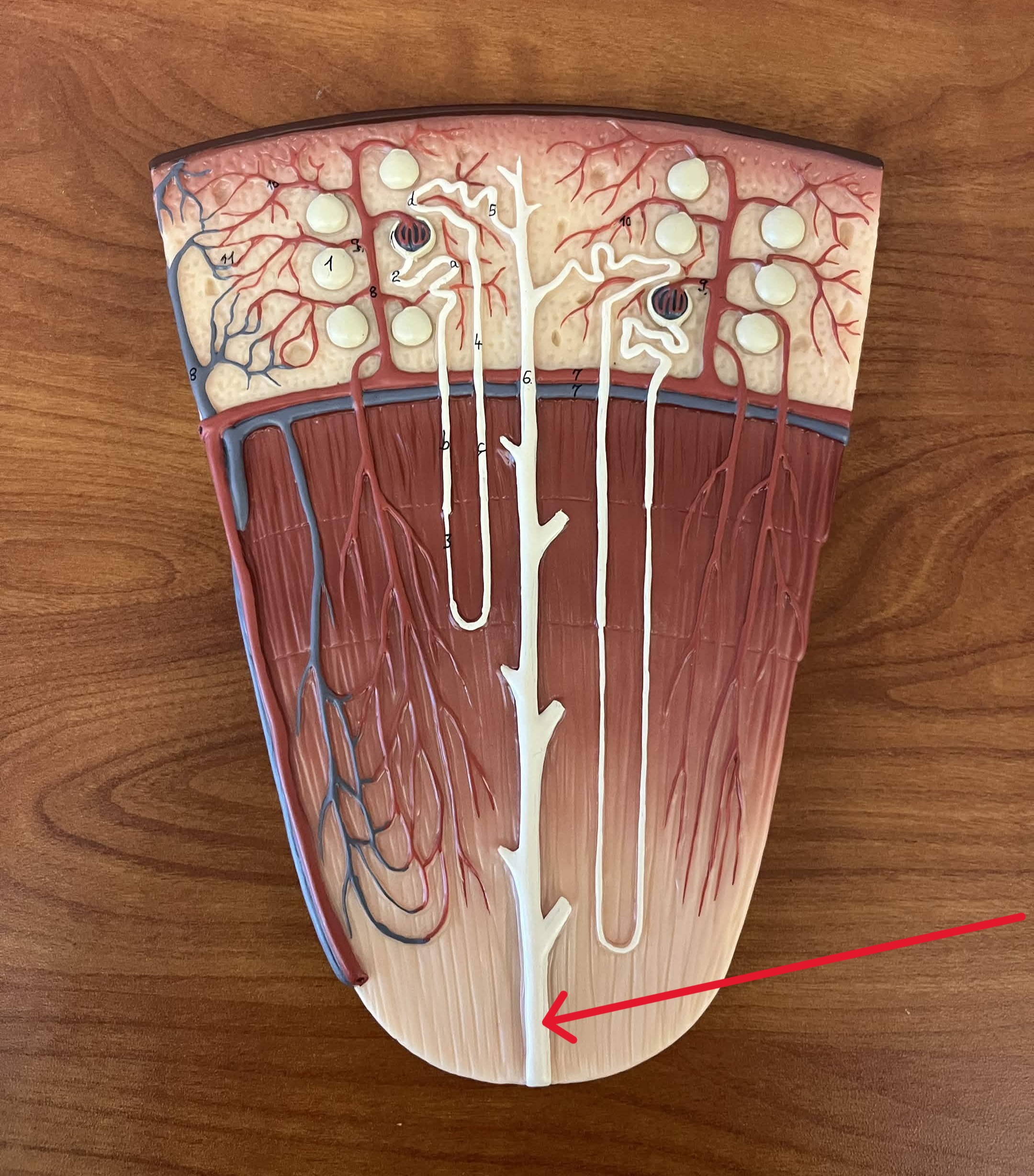 <p>Which part of the nephron:</p><ul><li><p>Located at apex of renal pyramids</p></li><li><p>Thick bottom of collecting duct</p></li></ul><p></p>