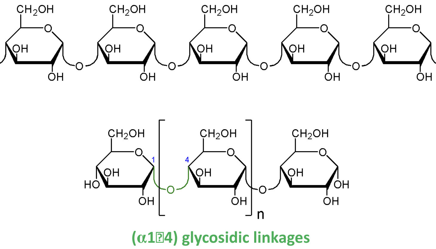 <p>What kind of glycosidic linkage gives starch (amylose) its <strong>helical</strong> shape?</p>
