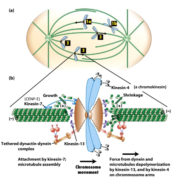 <p><strong>Chromosome congression</strong> = captured chromosomes → equator of spindle + back-and-forth movement of bi-oriented chromosomes near equator </p><ul><li><p>Polymerization + depolymerization @ (+) ends of kinetochore MTs of bioriented chromosomes </p></li><li><p><strong>Kin-13</strong> = depolymerizing</p></li><li><p><strong>Kin-7 = CENP-E</strong> = polymerizing</p></li></ul><p></p>