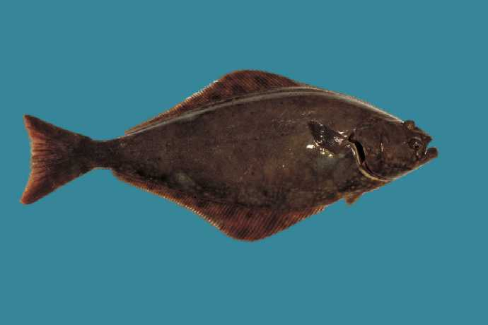 <p><strong><em><u>High arched lateral line, concave caudal (inner), right-headed, large mouth,diamond shape!!</u></em></strong></p><p></p><ul><li><p><strong>General:</strong> Right-eyed, pointed mouth, with a diamond-shaped body</p></li><li><p><strong>Size:</strong> Avg. adult <strong>80–150 cm (31–59 in; 2.6–4.9 ft)</strong>, <strong>15–80 kg (33–176 lb)</strong>;</p><ul><li><p>large adults commonly reach (59–98 in; 4.9–8.2 ft) and (176–440 lb).</p></li></ul></li><li><p><strong>Key IDs:</strong></p><ul><li><p><strong>Both eyes on right side</strong> of body.</p></li><li><p>Large, elongated "diamond-shaped" body (less rounded than typical species).</p></li><li><p><strong>Large mouth extending posterior to lower eye</strong>.</p></li><li><p><strong>Forked caudal tail with “synch” base</strong></p></li><li><p>Dark brown to olive dorsal side; <strong>white blind side.</strong></p></li><li><p>Lateral line arches slightly over pectoral fin.</p></li></ul></li><li><p><strong>Memory cue:</strong> <strong>Right-eyed, diamond, large mouth</strong></p></li></ul><p></p>