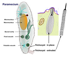 <p>protists use this to defend/attact and anchor the organism</p>