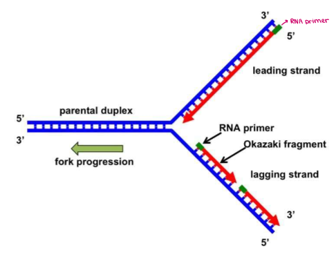 <ol><li><p>Helicase unwinds & separates parental double helix.</p></li><li><p>SSBP stabilize unwound strands.</p></li><li><p><strong>Leading strand is synthesized continuously in the 5’ → 3’ direction by DNA pol III.</strong></p></li></ol><p>(nucleotides can only be added at the 3’ end!)</p><p></p>