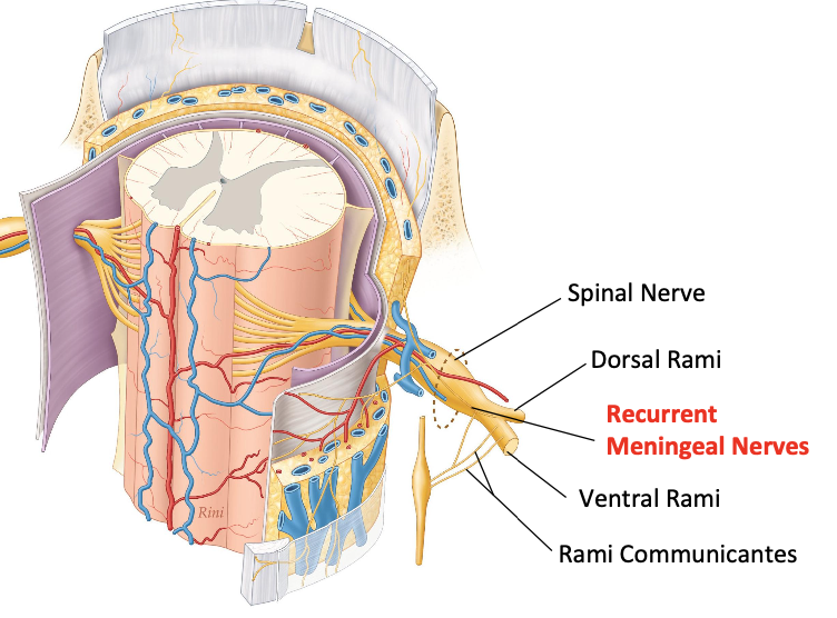 <p><span>Doubles back into the intervertebral foramen</span></p><p><span>Supplies</span></p><ul><li><p><span>● Anterior dura and dural</span></p><p><span>sleeves</span></p></li><li><p><span>● The posterior</span></p><p><span>longitudinal ligament</span></p></li><li><p><span>● The posterior and</span></p><p><span>posterolateral portions of the intervertebral disc</span></p></li></ul><p></p>
