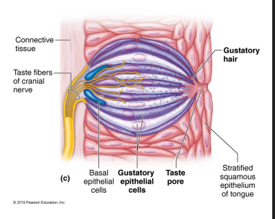 <p>Taste Bud Structure + Chemicals </p>