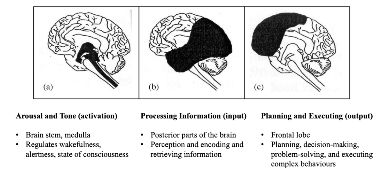 <p>Luria's functional units: see picture</p><p>Luria's hierarchical organisation: hierarchical processing within each functional unit</p><ul><li><p><span>Primary zone: input</span></p></li><li><p><span>Secondary zone: processing</span></p></li><li><p><span>Tertiary zone: integration other areas</span></p></li></ul><p></p>