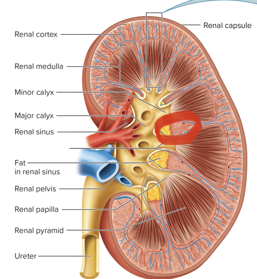 <p>name this structure</p>