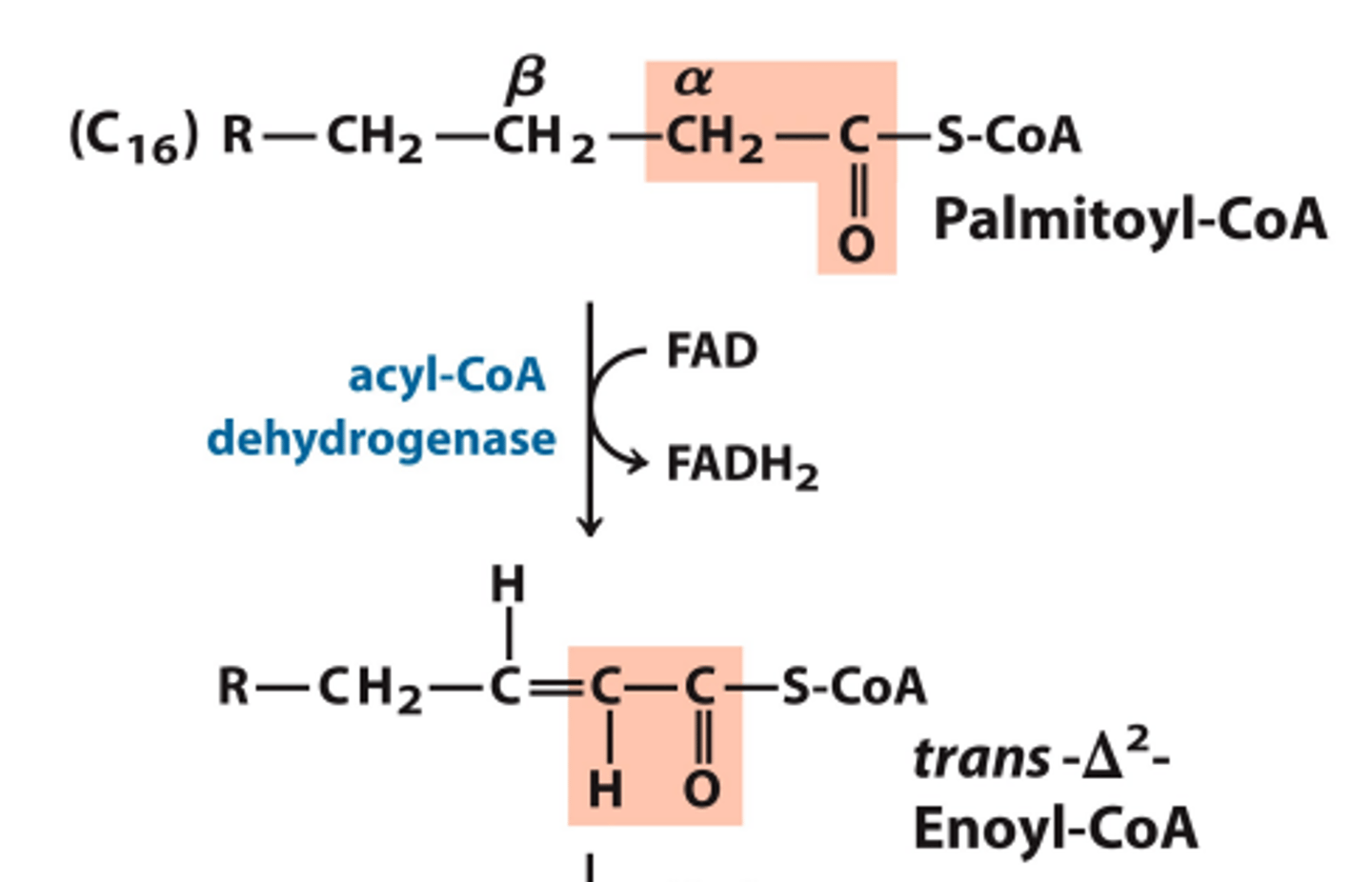 <p>_____Dehydrogenation (Oxidation)_____</p><p>The fatty acyl-CoA is converted to trans-Δ2-enoyl-CoA, producing one molecule of FADH2</p><p>^ basically, a double bond is formed between the α and β carbons (which were previously connected by a single bond).</p><p>The electrons striped from this (LEO -> losing electrons is oxidation) are added to FAD, to be taken to the electron transport chain.</p>