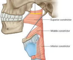 <p><span>OUTER CIRCULAR LAYER</span><br><br><span>origin: hamulus, pterygomandibular raphe; mylohyoid line, mandible</span><br><br><span>insertion: median raphe, pharyngeal tubercle</span><br><br><span>innervation: CN X via pharyngeal plexus</span><br><br><span>function: pull pharyngeal wall forward to assist in closing nasopharynx; narrows the upper pharyngeal segment</span></p>
