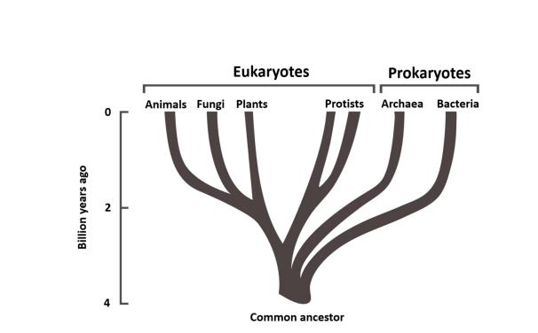 <p>Prokaryotic VS eukaryotic cells: </p>