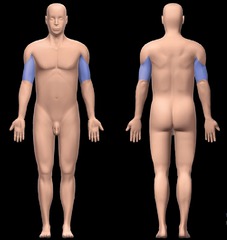 <p>upper arm</p>