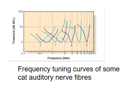 <p><span style="line-height: 0px;">Cochlea filters by frequency in two ways:​</span></p><p class="Paragraph WhiteSpaceCollapse SCXP70346662 BCX8" style="text-align: left;"><span style="line-height: 0px;">1. Each neuron responds best to one frequency​</span></p><p class="Paragraph WhiteSpaceCollapse SCXP70346662 BCX8" style="text-align: left;"><span style="line-height: 0px;">2. Each location along the cochlea amplifies one frequency</span></p>