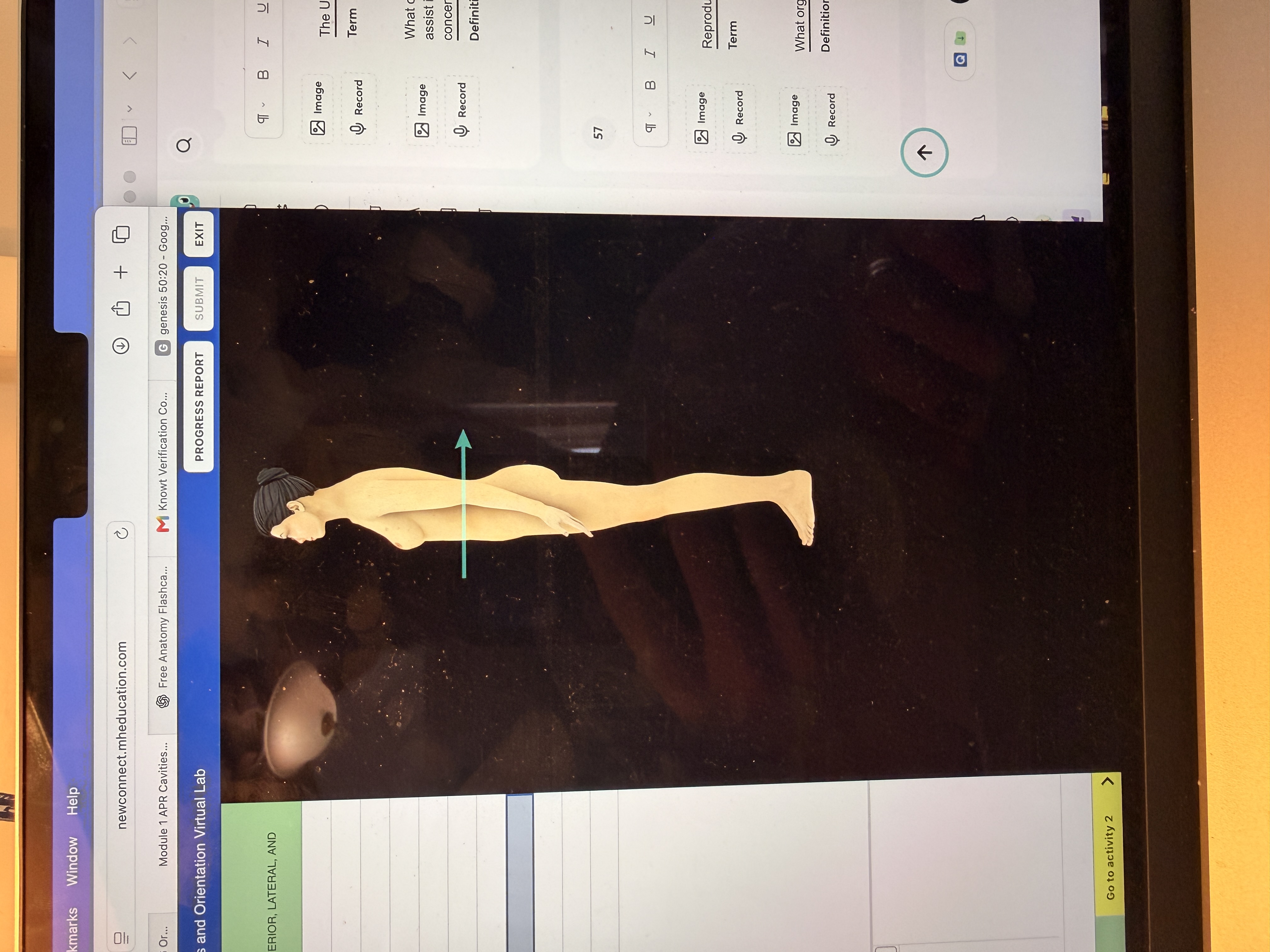 <p>What body orientation is this?</p>