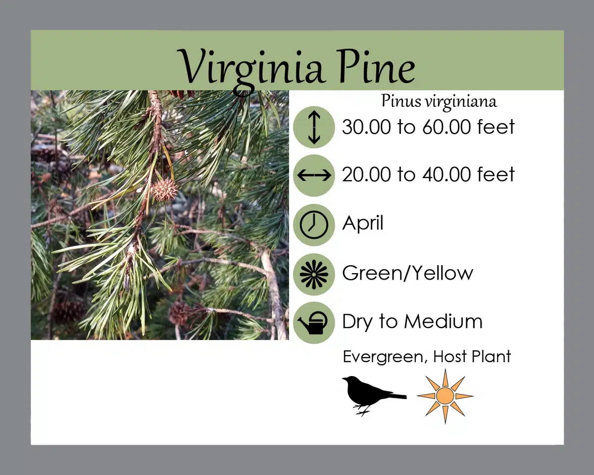 <p>Pinaceae <em>Pinus virginiana</em></p>