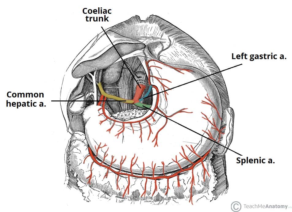 <ul><li><p>left gastric artery</p><ul><li><p>more superior</p></li></ul></li><li><p>splenic artery</p></li><li><p>common hepatic artery</p></li></ul><p></p>