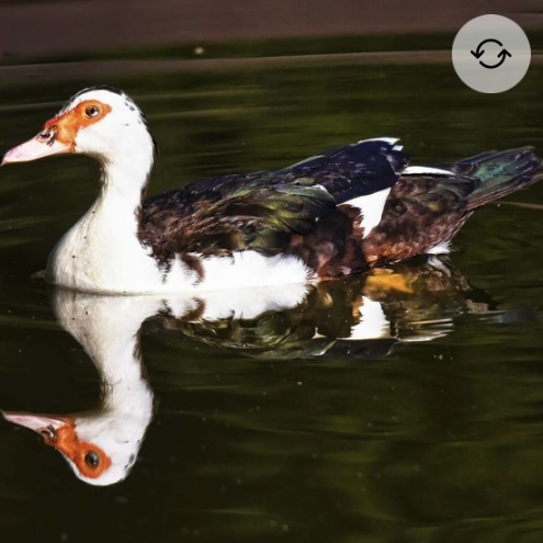 <p>Muscovy Duck</p>