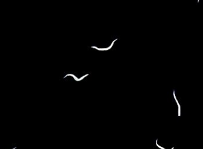 <p><span style="background-color: rgba(0, 0, 0, 0); line-height: 19.7625px;">What is the species in this photo?</span></p>