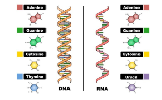 <p>False; Complementarity works differently in DNA and RNA. In DNA: A pairs w/ T and G pairs w/ C. In RNA: A pairs w/ U and G pairs w/ C</p>