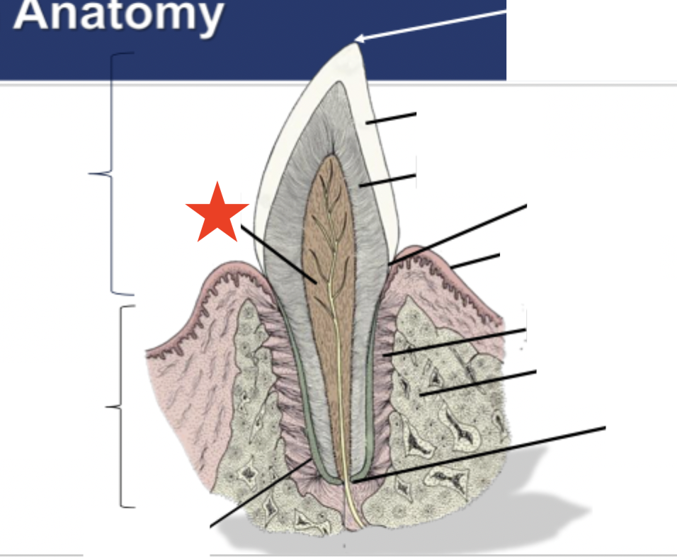 <p>What part of the tooth is indicated by the star?</p>