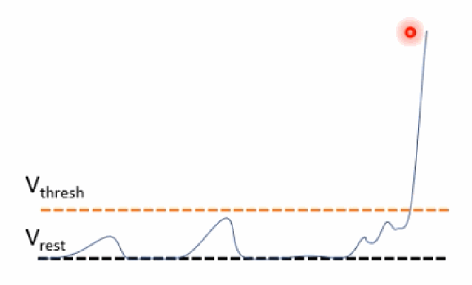<p>The first two depolarisations don't reach Vthresh, so no AP is generated. Only once a depolarisation crosses the threshold does it trigger the full, all-or-none action potential.</p>