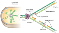 <p>If polymerases can synthesize DNA only in a __ to __ direction and the two backbones of the double helix are antiparallel, then how are both strands of a moving replication fork synthesized simultaneously</p>