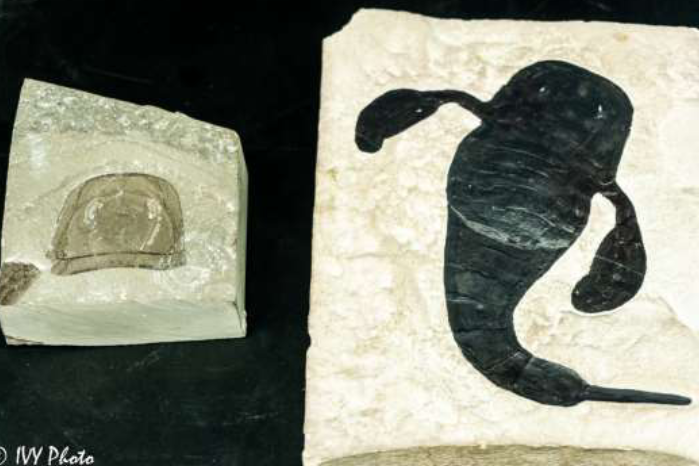 <p>identify the subphylum and name</p>