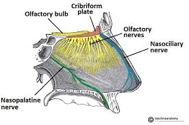 <p>Olfactory nerves </p>