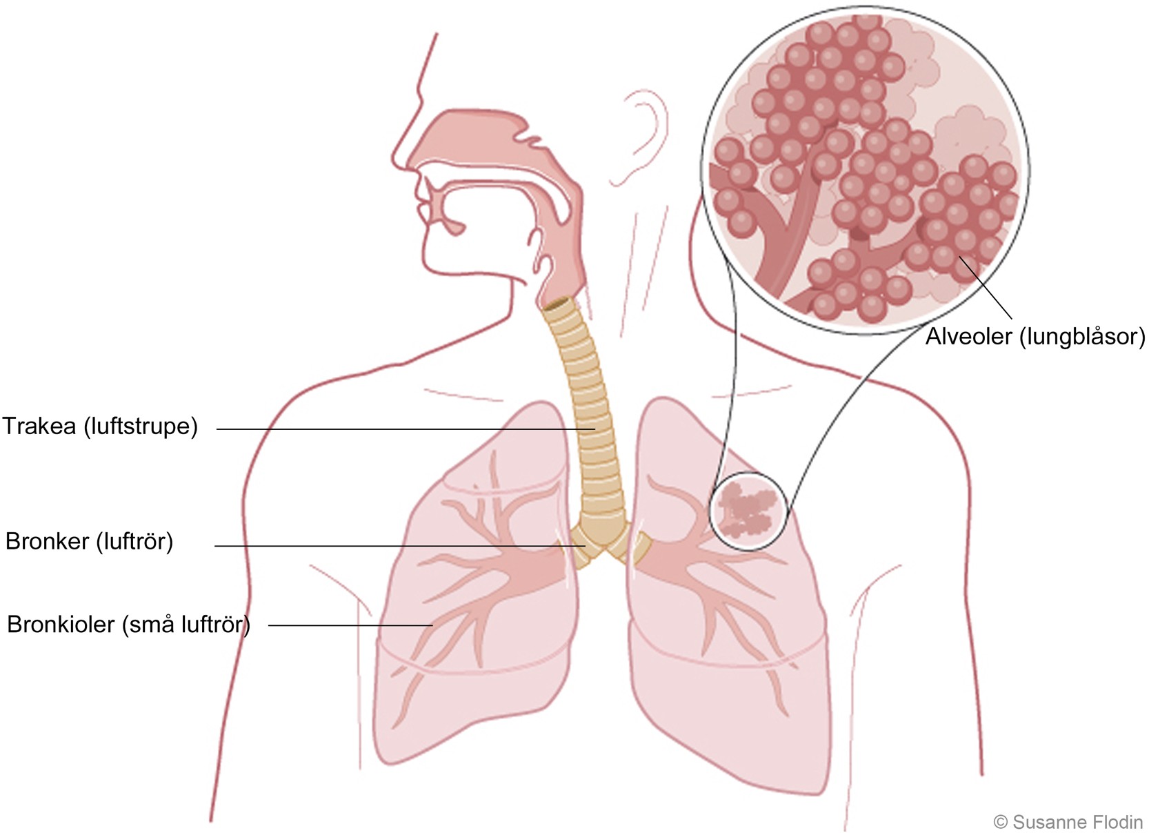 <p>Ökad yta för gasutbyte - maximera syreupptagningen</p>