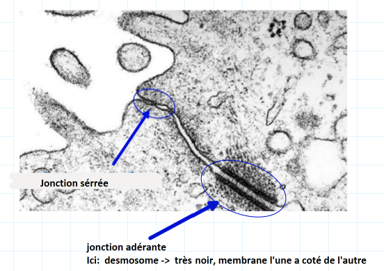 <p>jonction → se trouve dans le domaine baso latéral. ( lier cell entre elle et à la lame basale)</p><p>spécialité de l’épiderme ( éviter intrusion)</p><p>jonction serrée → pole apical, avec des prot transmembranaire. imperméable</p><p>juste en dessous → jonction adhérente.  stabilise les jonction serrée, perméable</p><p>desmosome → colle le reste→  peut voir filament de kératine sur les bords</p><p>jonction communicante ( très difficile à voir mais petit rappel qu’elle existe)</p>