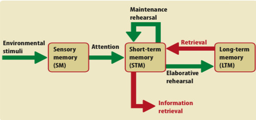<p>ATKINSON and SHIFFRIN </p><p>-representation of how information flows through the memory system, made up of: sensory register, short term memory and long term memory </p>