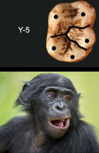 <p>Dental Formula of Hominoids/Apes?</p>