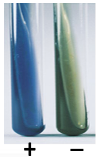 <p>green color = -</p><p>blue color = +</p>