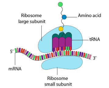 <ol><li><p>mRNA </p></li></ol><ul><li><p>brings code from DNA</p></li></ul><ol start="2"><li><p>Ribosomes</p></li></ol><ul><li><p>site of translation</p></li><li><p>brings mRNA and tRNA in correct orientation</p></li><li><p>has large subunit (where 2 tRNA binds) and small subunit (mRNA binds)</p></li></ul><ol start="3"><li><p>TRNA</p></li></ol><ul><li><p>single stranded RNA that folds to create clover shape</p></li><li><p>has double-stranded regions and 3 hairpin loops</p></li><li><p>each tRNA has a specific AA attached</p></li><li><p>when it recognizes and binds to code on mRNA on ribosome, tRNA transfers the appropriate AA to make polypeptide</p></li></ul><p></p>