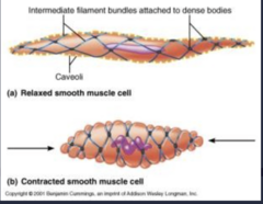 <p>- Short, spindle-shaped (fusiform) and feature a single, centrally located nucleus</p>