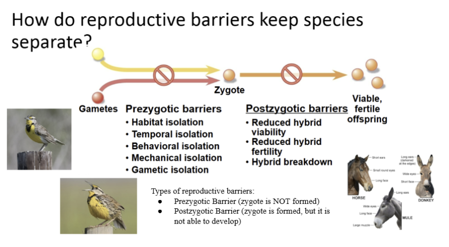 <p><span style="background-color: transparent; font-family: "Times New Roman", serif;">Reduced hybrid viability – offspring does not develop properly<br>Reduced hybrid fertility – offspring is sterile<br>Hybrid breakdown – first generation is viable but later generations are weak or sterile</span></p>