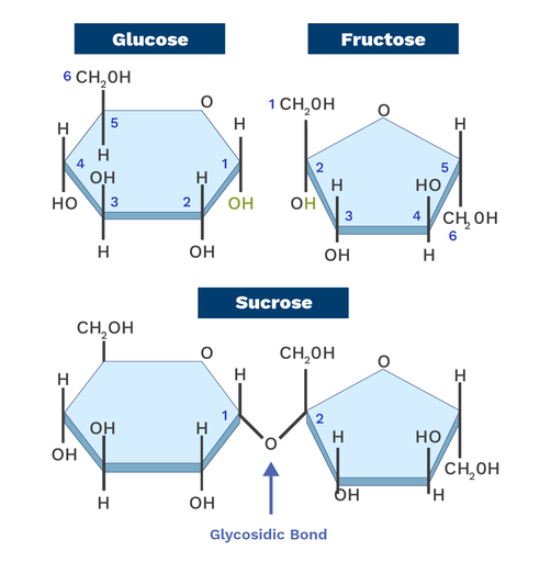 <p>A covalent chemical bond that joins a carbohydrate (sugar) molecule to another group or sugar molecule, formed by a dehydration reaction</p>
