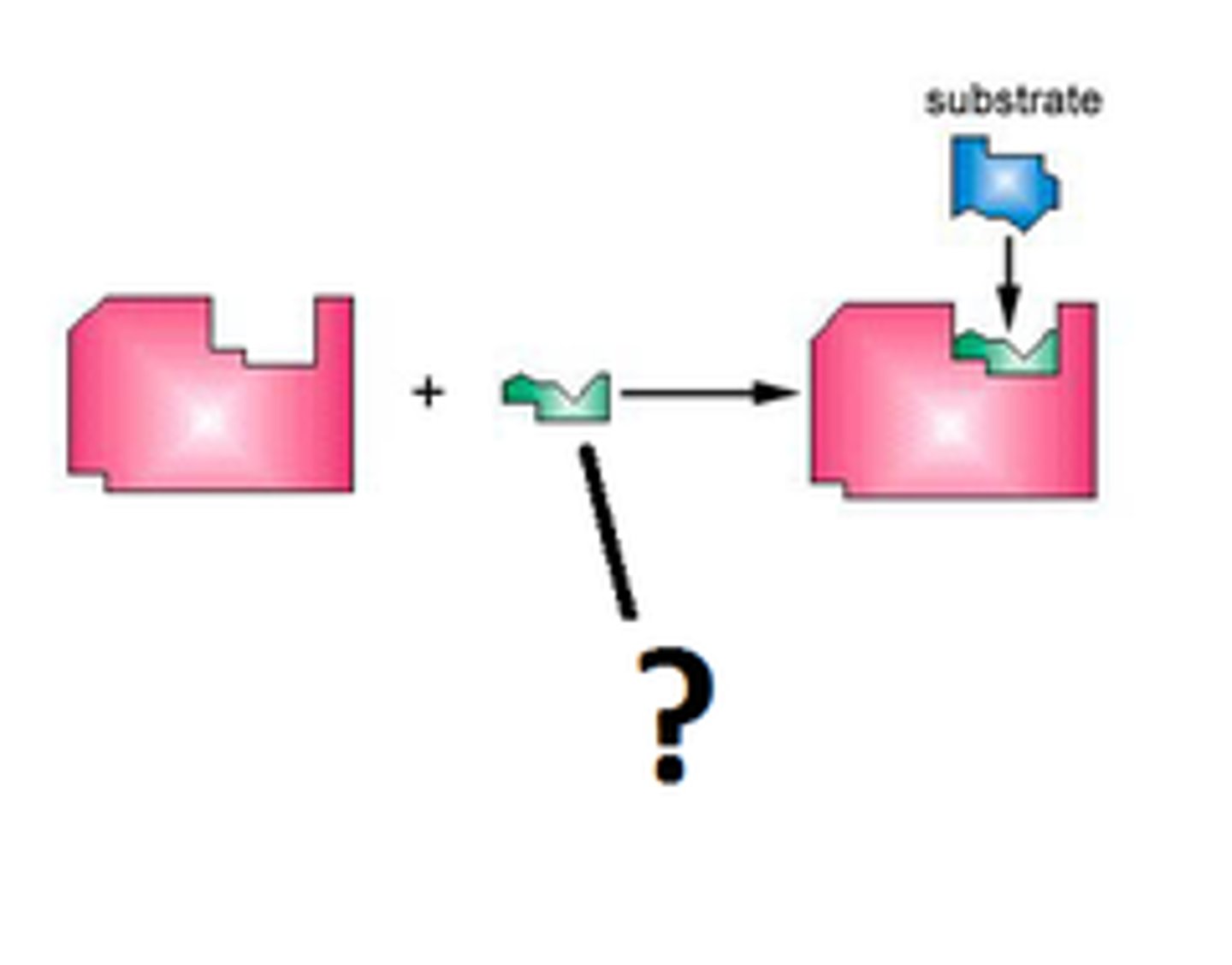 <p>An organic molecule that is necessary for an enzyme to function and participates in the chemical reaction but is left unchanged after the reaction.</p>