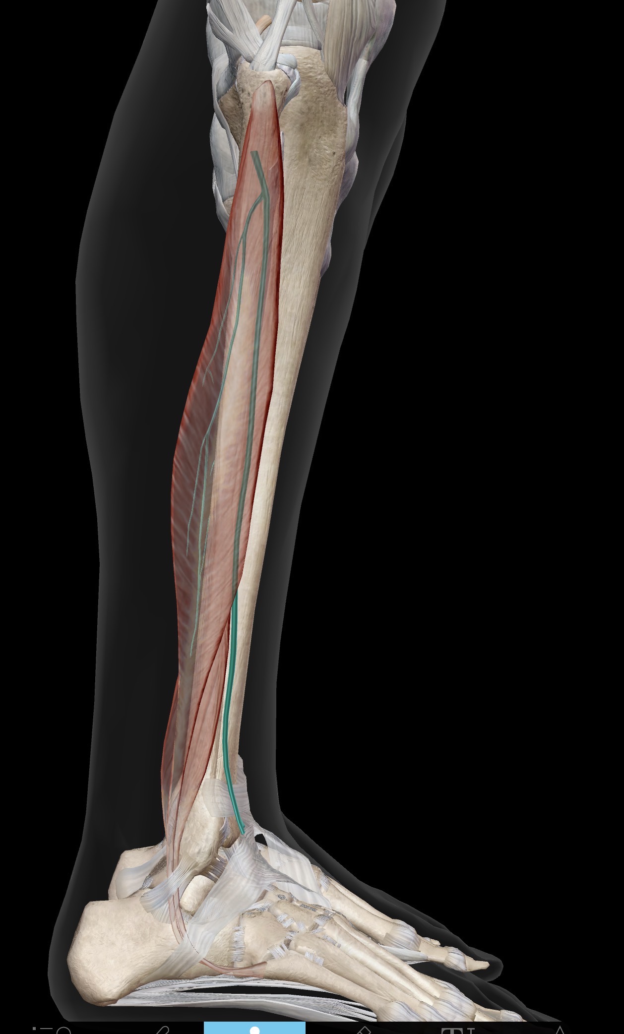<p>Superficial peroneal (fibular) nerve</p>