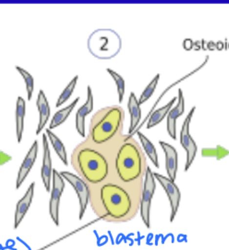 <p>IBF: What happens after mesenchymal cells proliferate?</p>
